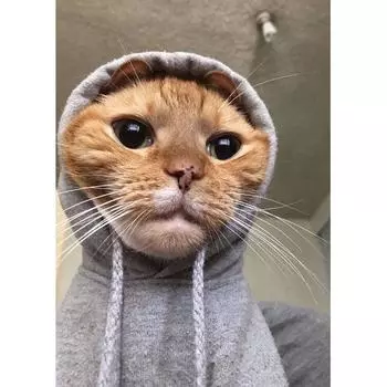 Алмазная картина, полный квадратный алмаз, домашний кот , 3D вышивка крестиком, водный алмаз 5D, сделай сам, мозаичная картина, украшение Full Square (20X30CM)