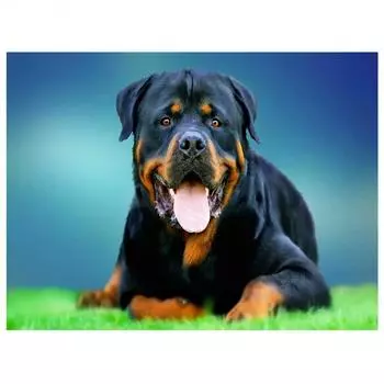 Алмазная картина Ротвейлер Животные Собака Алмазная вышивка милые домашние животные 5D мозаичные картинки 20X30CM