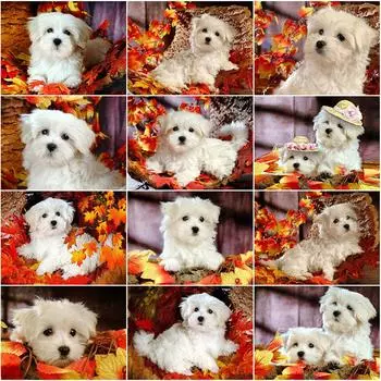 Алмазная картина с собакой, полная квадратная круглая Алмазная вышивка, стразы с изображением животных, набор для рукоделия Full Round 20x25CM