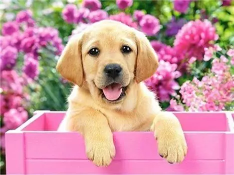 Алмазная картина с животными, алмазная живопись 5D, наборы для вышивки крестом, наборы для вышивки крестом, наборы для вышивания алмазами 15*20cm