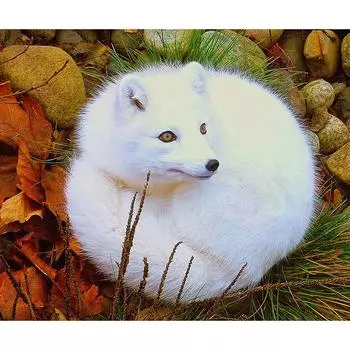 Алмазная картина с животными Белый Gox Украшение комнаты Алмазная вышивка 5D DIY Алмазная мозаика 20X30CM
