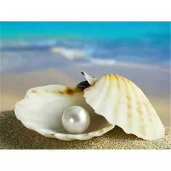 Алмазная картина Shell Diy Diamond Painting 5d Diamond Painting Прибытие 20X30CM