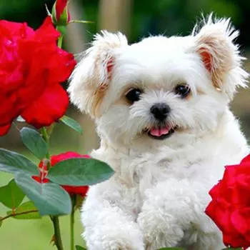 Алмазная картина Собака и цветок Полный круглый дрель Вышивка крестом Мозаика Животное Алмазная вышивка 30x30CM