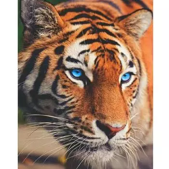 Алмазная картина Тигр животных Алмазная вышивка Крестиком Сверление Алмазная мозаика Вышивка крестом 20X30CM