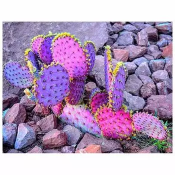 Алмазная картина Тропическое растение Кактус Полная круглая Алмазная вышивка Крестом 20X30CM