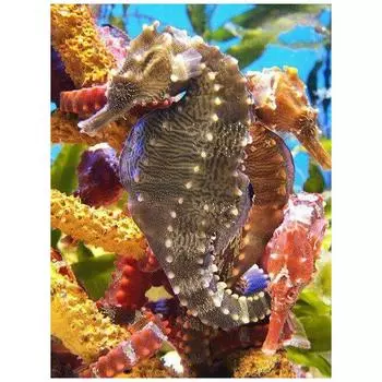 Алмазная картина, вышивка крестиком, наклейки с изображением морского конька, полная круглая алмазная вышивка 20X30CM
