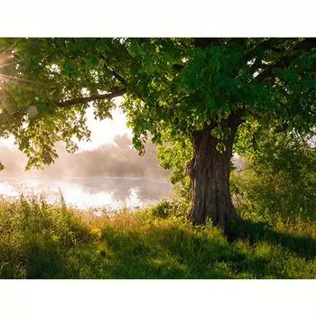 Алмазная картина Зеленое дерево, полный круглый домашний декор, пейзаж, алмазная вышивка, мозаичная картина 30x40 см/12x16 дюймов 30x40cm NO Frame