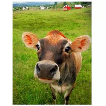 Алмазная картина Животное 5D Алмазная картина Набор Наборы для вышивки крестом ВышивкаАлмазная картина Полная дрель Круглая 15*20cm