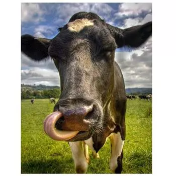 Алмазная картина Животное 5D Алмазная картина Вышивка крестиком Алмазная живопись Полная дрель 15*20cm