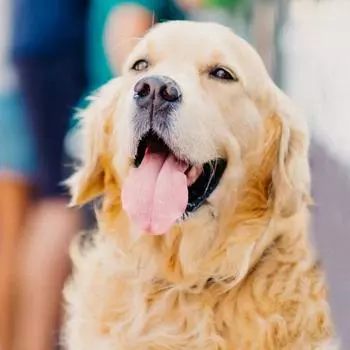 Алмазная картина животное 5D Diy Алмазная вышивка Золотистый ретривер собака домашний декор 20X30CM