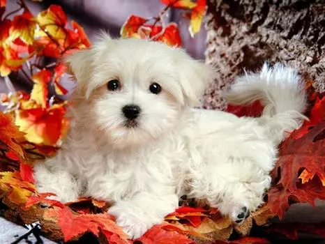 Алмазная картина животное Алмазное искусство полная дрель вышивка крестиком Алмазная вышивка стразы живопись 15*20cm