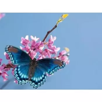 Алмазная картина животное голубая бабочка 5d Diy мозаика полная круглая дрель стразами алмазная вышивка картины Full Round 20x25CM