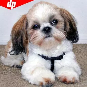 Алмазная картина животное полная круглая мозаика 5D DIY вышивка крестом Алмазная вышивка 30x30CM