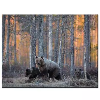 Алмазная картина Животные Лесной медведь Полный дрель Вышивка крестом Стразы Мозаика Алмазная вышивка 20X30CM