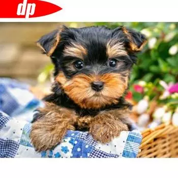 Алмазная картина животных горный хрусталь Алмазная вышивка собака вышивка крестом 20X30CM