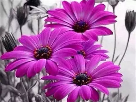 Алмазная краска Цветок Алмазная картина Полная вышивка крестиком Алмазная живопись Полная дрель 15*20cm