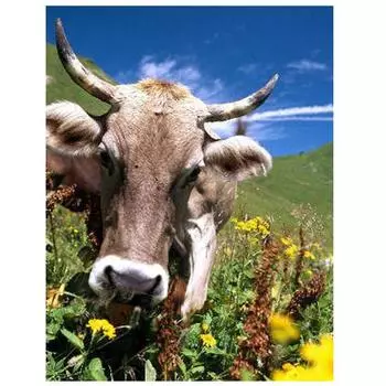 Алмазная краска Животное Алмазная картина Полная вышивка крестом Алмазная вышивка Стразы Картина 15*20cm