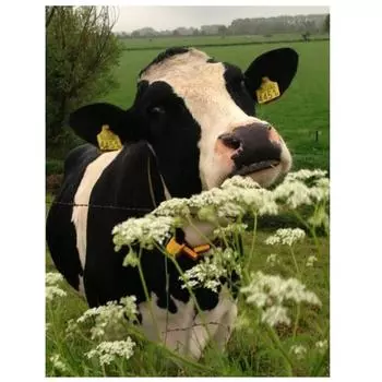 Алмазная мозаика Корова Алмазная картина 5D Новые поступления Набор для вышивания Наборы для алмазной живописи Полная дрель 15*20cm