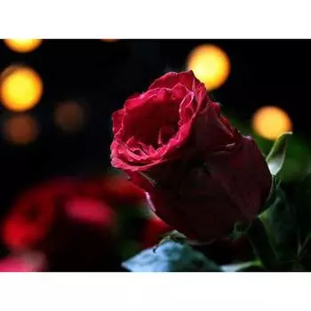 Алмазная вышивка 5D Алмазная ремесленная картина Стразы Вышивка Красная роза Алмаз 20X30CM