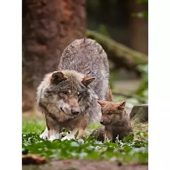 Алмазная вышивка 5D DIY Алмазная картина Алмазная мозаика Картинки Мозаика Подарок Стразы Домашний декор Full Round 20X30CM