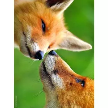 Алмазная вышивка Алмазная картина Полная дрель Квадратный кремовый Европейский домашний декор Full Round 20X30CM