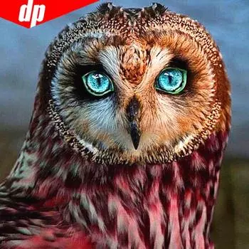 Алмазная вышивка Алмазная картина Сова Полный круглый дрель 5d DIY Алмазная мозаика Изображение животного 30x30CM
