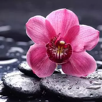 Алмазная вышивка цветы камень вышивка крестом полный круглый алмаз живопись алмазы мозаичные узоры 30x30CM