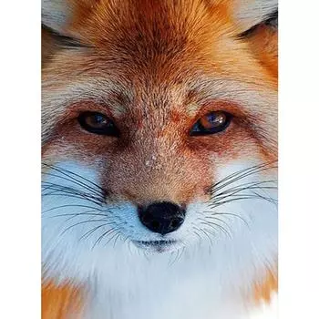 Алмазная вышивка DIY Алмазная картина Полная площадь ДрельМозаика Подарок Главная Стена Искусства Декор Full Round 20X30CM