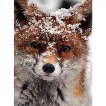 Алмазная вышивка Diy Diamond Painting Gray Image Алмазная живопись Cross Stitch Европейский домашний декор Full Round 20X30CM