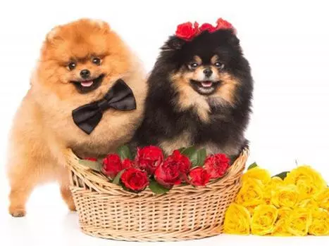 Алмазная вышивка Домашняя собака 5D Алмазная картина Рукоделие Алмазные точки Картина Мозаика 15*20cm