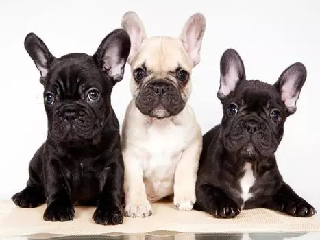 Алмазная вышивка Домашняя собака Алмазная картина Полный крестик Алмазная вышивка Картина 15*20cm