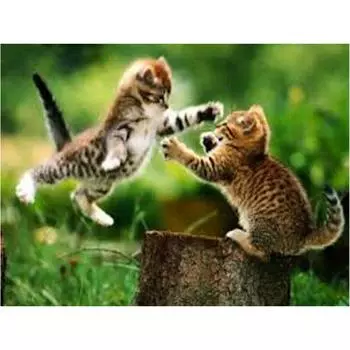 Алмазная вышивка Кот Круглые стразы Картины Вышивка крестом Алмазная вышивка 20X30CM