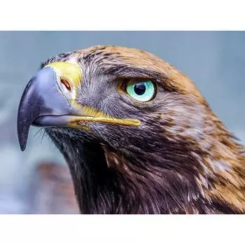 Алмазная вышивка Красивый орел 5D DIY Алмазная картина Мозаика Картинки Стразы Домашний декор 20X30CM