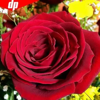 Алмазная вышивка Красная роза 5D Алмазная картина Цветочная мозаика DIY Полная круглая вышивка крестом 30x30CM