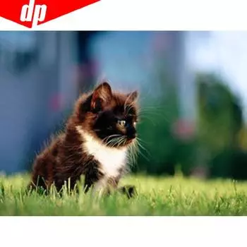 Алмазная вышивка Полный дисплей Кошка 5D Вышивка крестом Мозаика Алмазная картина Полный круглый животное 20X30CM