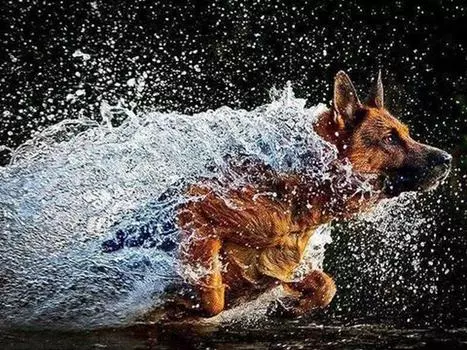 Алмазная вышивка Ремесло Картина Алмазная картина Вода Бегущая собака Стразы Вышивка Алмаз 20X30CM