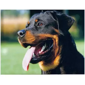 Алмазная вышивка Ротвейлер Животное Собака Мозаика Вышивка крестиком Алмазная картина 20X30CM
