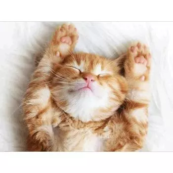 Алмазная вышивка Спящий кот, алмазная живопись ручной работы, рукоделие, мозаика, вышивка крестом, домашний декор 20X30CM