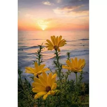 Алмазная вышивка Закат Цветок 5D DIY Алмазная картина Алмазная мозаика Картинки Домашний декор 20X30CM