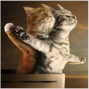 Алмазная вышивка животные мультфильм Diy картина наборы крестиков Алмазная мозаика Титаник кошка кристалл вышивка рукоделие Full Round 30X30CM