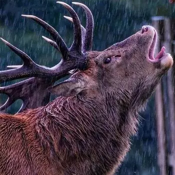 Алмазная вышивка Животные Олени Фотографии горный хрусталь Полный круглый/круглый 5D DIY Алмазная картина 30x30CM