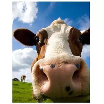 Алмазная вышивка животных Алмазная картина 5D Полный набор для вышивки крестом Алмазная картина 15*20cm