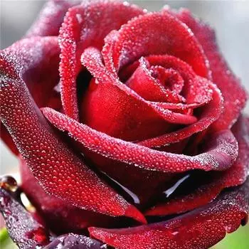 Алмазная живопись Цветок Алмазная художественная мозаика Вышивка крестиком Алмазная картина Полная дрель Новые поступления 20*20cm