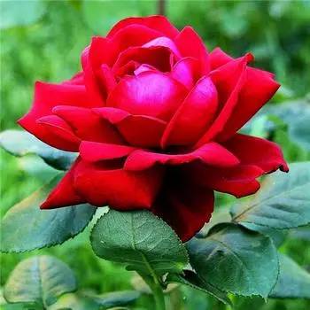 Алмазная живопись Цветок Алмазная художественная полная дрель Набор для вышивания Наборы для алмазной живописи 20*20cm