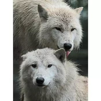 Алмазная картина вышивка крестом сделай сам алмазная вышивка стразами вышивка полная дрель квадратная стена Full Round 20X30CM