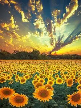 Алмазная живопись Подсолнух 5D DIY Алмазная вышивка Закат Горный хрусталь Картина Вышивка крестиком Мозаика Распродажа Подарок ручной работы Full Round 20x25CM