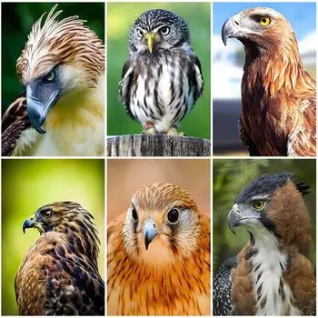 Алмазная живопись Сова Животные Птицы 5D DIY Полный дрель Мозаика Вышивка Наборы крестиков Ручная работа Домашний декор Художественная картина Подарок Full Round 20x30CM