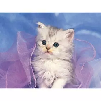 Алмазная живопись животное милый кот комплект 3D наборы для алмазной вышивки рукоделие узор стразы Алмазная мозаика 20X30CM