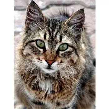 Алмазные картины Кошка Алмазная вышивка Мультфильм Алмазная вышивка крестом 20X30CM