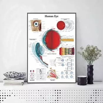 Анатомическая функция, схема человеческого глаза, художественные плакаты, принты, карта тела, медицинское образование, холст, картина, настенная живопись для больничного декора 21x30cm No Framed
